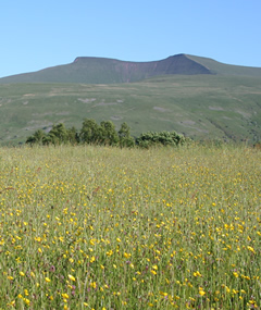 Photo of Pen y Fan and Corn Du from across a field of yellow flowers.